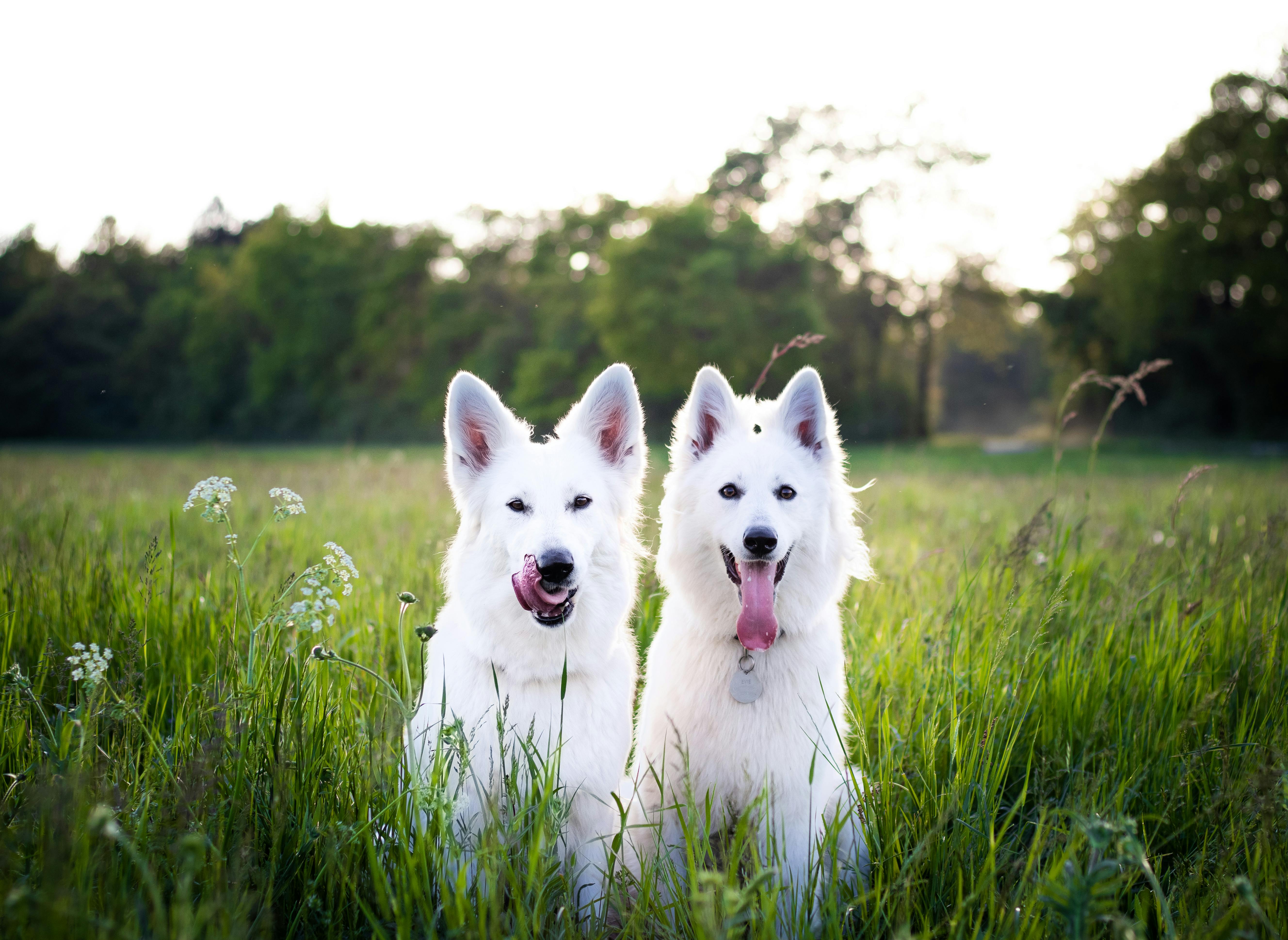 Image avec deux chiens