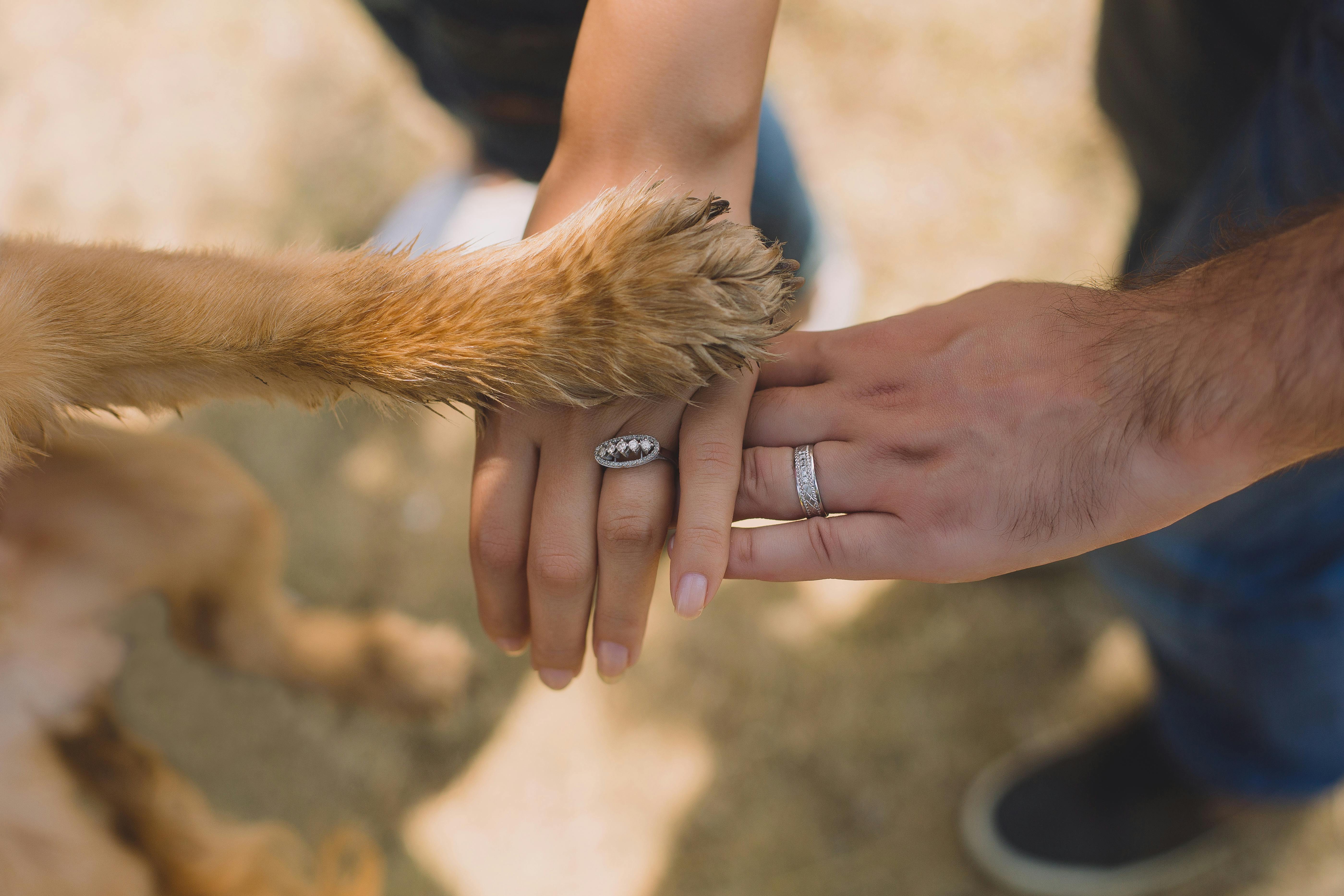 public/home.image_of_dogpaw
